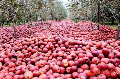 蘭州供銷系統首個農產品展示中心正式運營，推動‘甘味’市場新發展